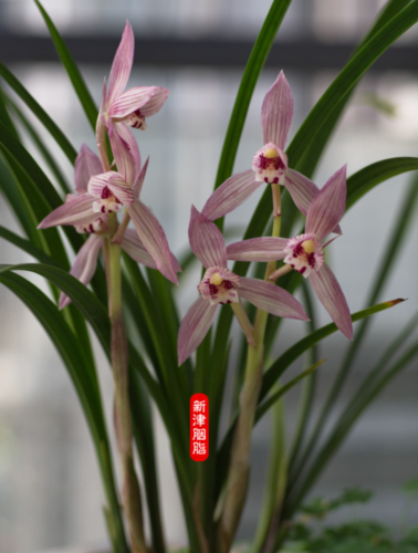 Cymbidium tortisepalum   'Xin Jin Yan Zhi' (新津胭脂)  rare fragrant orchid - Picture 1 of 5
