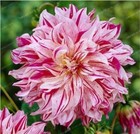 20 SEEDS for Fuchsia Baby Pink SWIRL DAHLIA rare flower exotic plant USA Seller