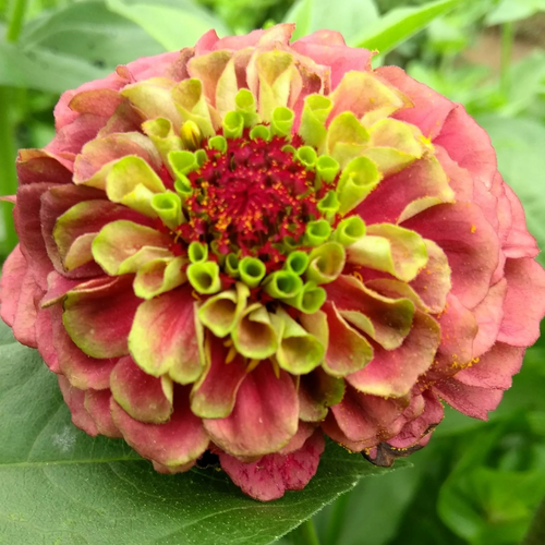 20 Organic QUEENY LIME MIX ZINNIA Elegans Mixed Colors Red Orange Yellow Pink Gr - 第 3/19 張圖片