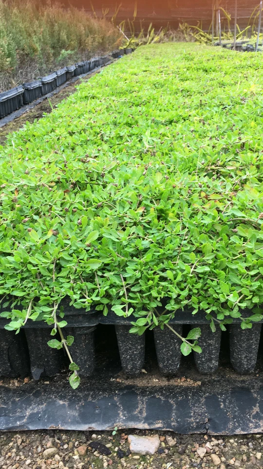 LIPPIA NODIFLORA.LIPIA. 100 UNIDADES.""OFERTA"" - Imagen 4 de 4