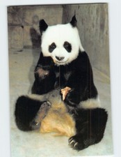 Postcard The Giant Panda