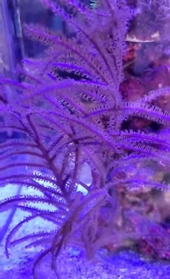 3-4” Gorgonian Purple Sea Fan Frag Photosynthetic Soft Coral Reef Tank