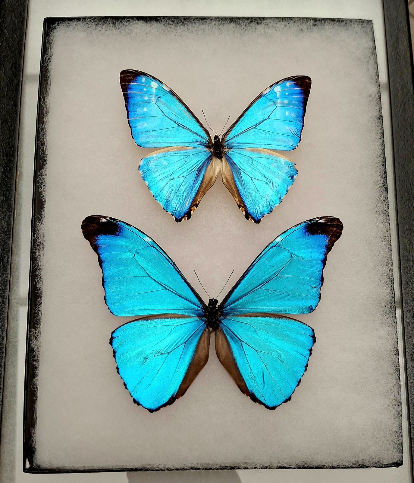 BLUE MORPHOS MORPHO ABSOLONI & MORPHO ZEPHYRITIS MOUNTED RIKER FRAMED FROM PERU 