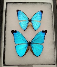BLUE MORPHOS MORPHO ABSOLONI & MORPHO ZEPHYRITIS MOUNTED RIKER FRAMED FROM PERU 