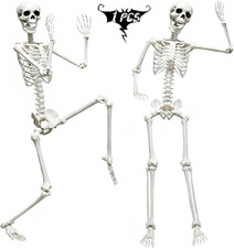 5.9FT Skeleton Halloween Full Size, Life Size Skeleton with Posable Joints