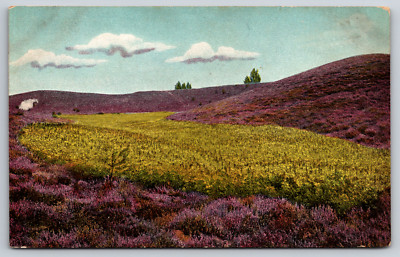 Lupine field in the Buchholz Mountains Germany Vintage Postcard