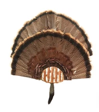 Turkey Fan Mounting Kit. Multiple Fan Display System with beard holder.  Rustic