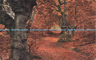 R590939 Burnham Beeches J Salmon
