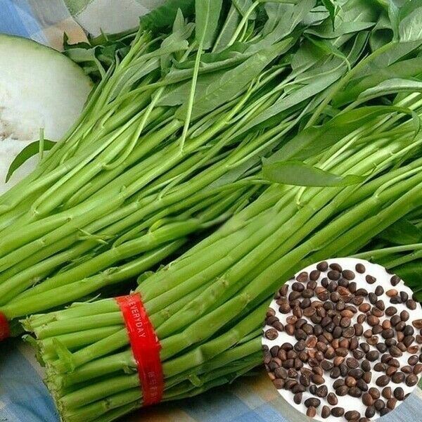 10g-water-spinach-seeds-ong-choy-kangkong-kong-xin-cai-garden-vegetable