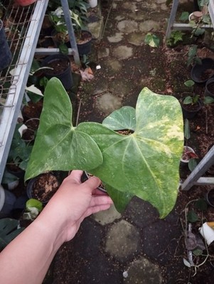 Anthurium Clarinervium Hybrid Variegated Real Picture