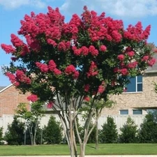 Crepe myrtle tree seeds 50 seeds.