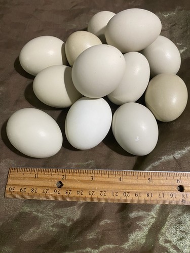 One dozen duck eggs shells, blown, pale blue