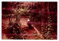 Vintage Photo BALD EAGLE AT ZOO 1980's Found Art R120