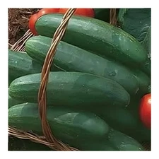 Cucumber Bush Crop Great Heirloom Vegetable By Seed Kingdom 1 OZ Seeds