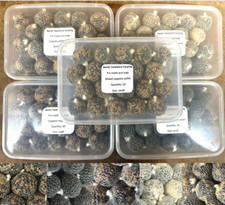 SESSION PACKS! Pre Made PVA Mesh Bags -5 Variations -High Quality Coppens Pellet