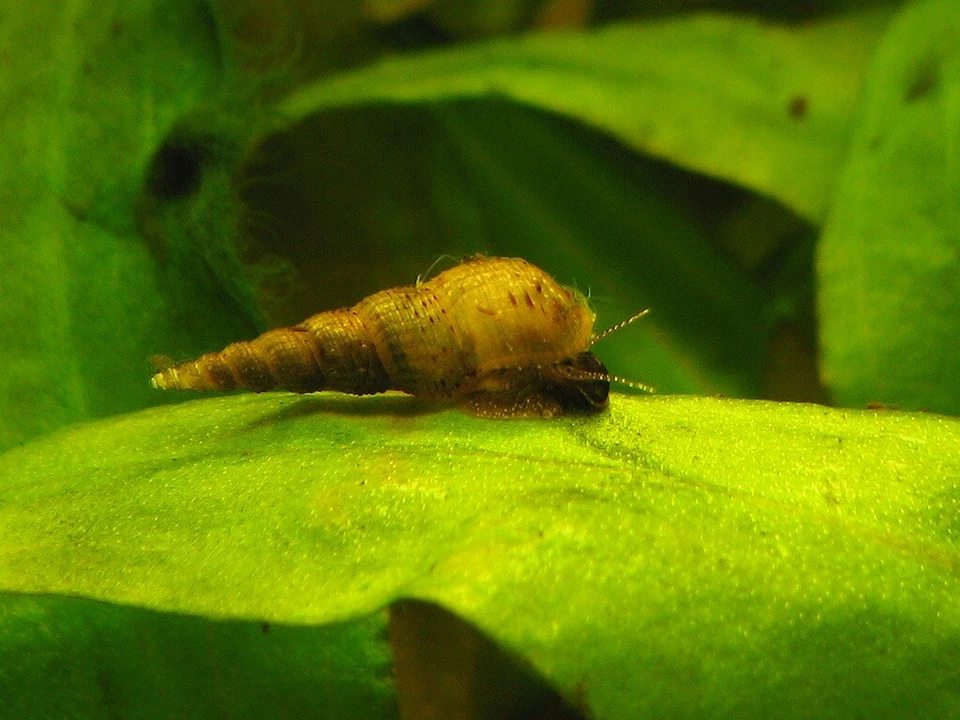 Escargots d ‘aquarium Melanoide (lot De 5+2 Gratuits) - Photo 1/1