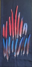 Red and Blue Macaw Tail Feathers-Not Perfect up to 25