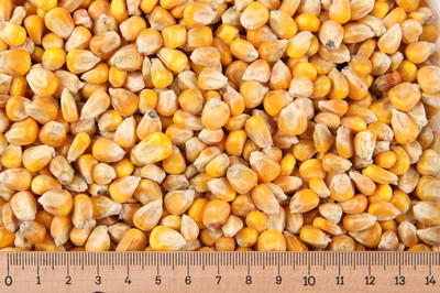 (Gp 0,74  /kg) - 25 kg Mais - mit Bruch -  Karpfenfutter - Boilies - Angelköder