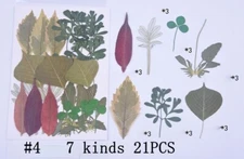 21PCS Real Pressed Dry leaves collection, different leaves as picture FCD502 #4