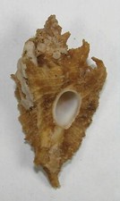 MUREX VOKESAE 44.75mm BEAUTIFUL SPECIMEN Pt. Loma, San Diego, California