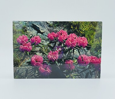 stechpalme nellie r.stevens Holly