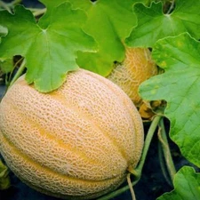 Hales Best Jumbo Melon Seeds, NON-GMO, Cantaloupe, Muskmelon, FREE SHIPPING