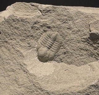 Ampyxina Bellatula from Missouri