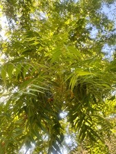 40 Neem Tree SEEDS. Indian Lilac. Neem Tree. Azadirachta Indica.