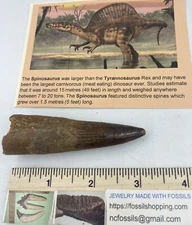 Spinosaurus 3.5” T00TH  Dinosaur F0SSIL before T Rex Cretaceous A454