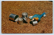 Wimpy Blue and Gold Macaw Trained Birds at Parrot Jungle FL c1960s Postcard