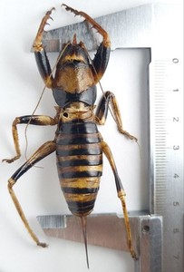 Orthoptera Tettigoniidae Oncodopus zonatus GIANT grassopher Madagascar