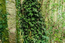 English Ivy -50 Plants Perennial Bare Root Live Garden Plant