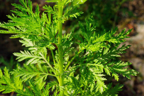 Mugwort - Qing hao - Artemisia annua - 150+ seeds - SWEET MEDICINAL PLANT!  F 004 | eBay