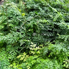 Bolbitis Difformis | Aquarium Plants Factory®