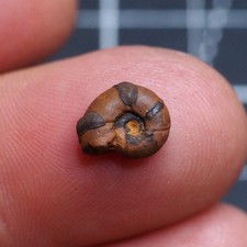 Ammonite Hematite 10 mm Morocco Jurassic Fossil Ammoniten 3921