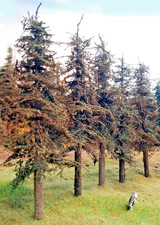 FIVE Standard Fir Trees, 7 inches, USA Handmade Models, HO-N-O-S, LOW SHIP