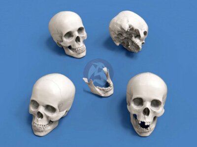 Royal Model 90mm 1/20 Assorted Skulls & Detached Jawbones (4 Skulls & 2 Jb.) 913