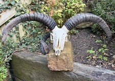 LARGE RARE XL Three Horned Jacob’s Ram Skull Horn Trophy Taxidermy Gothic Art