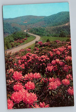 Beautiful Rhododendron Sets The Mountainsides Ablaze Vintage Postcard