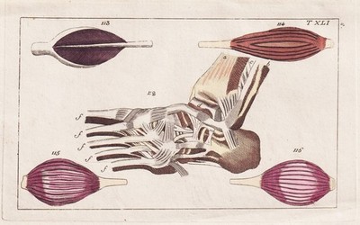 Muskeln muscles Medizin medicine Kupferstich engraving Wilhelm 1800