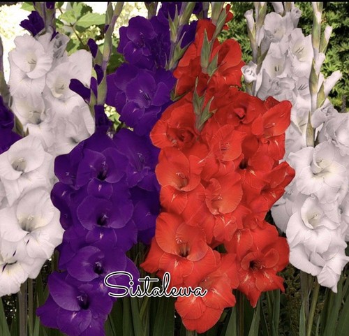 Gladiolus ~ Red White Blue~(5) Flower Med Bulbs ~ Tall Lily~Summer New Stock - Picture 2 of 2