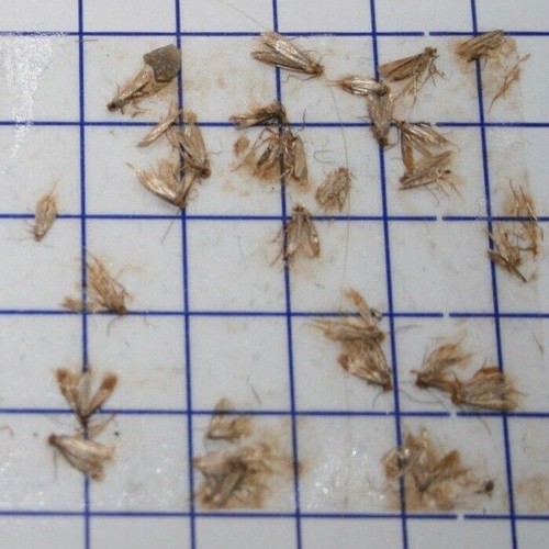 Clothes Moth 10 Trap Pheromone Refills Superior Pest Control Solution - Picture 7 of 7