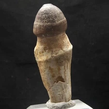 MOSASAUR TOOTH - Globidens phosphaticus -Maastrichtian - Oued Zem - MOROCCO AR92