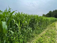 Shallu Egyptian Wheat seed for Planting or Food Plot Deer Quail No-GMO 5lb