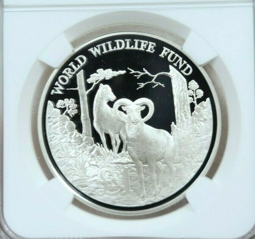 1986 CYPRUS SILVER 1 POUND CYPRIAN WILD SHEEP NGC PF 69 ULTRA CAMEO SCARCE COIN - Picture 3 of 4