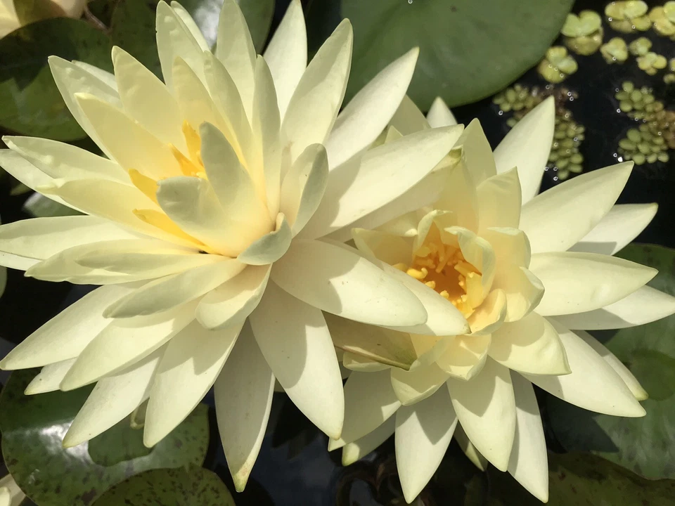 Water Lily 'Texas Dawn' (Nymphaea) / Winter-Hardy Sprouted Tuber Rhizome - Image 3 of 4