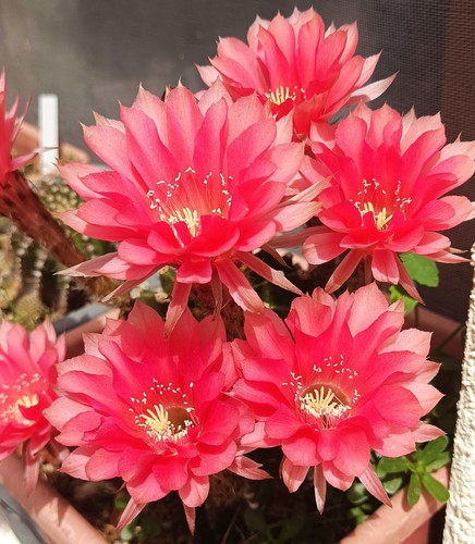 Lobivia Echinopsis Red Hybrid rare cacti cactus succulent live plant cutling - Picture 1 of 7