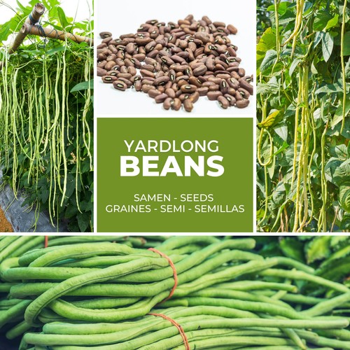 100 graines DOLIQUE ASPERGE ASPARAGUS BEANS SEEDS haricot kilomètre