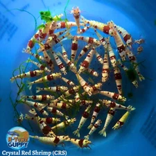 10+1 Crystal Red Shrimp CRS (Mixed Grade S-SSS) - Live Guarantee - USA Stock
