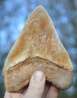 A15,   BEAUTIFUL  5.5" ,   MEGALODON SHARK TOOTH, BEST VALUE MEGS ,U.K
